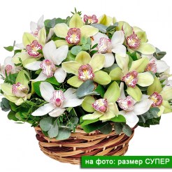 Цимбидиум орхидея купить в корзине