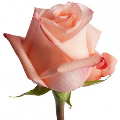 Нежно-розовая роза в срезку