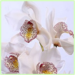 Орхидея бел.