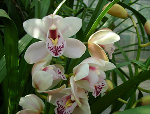 Популярная орхидея
